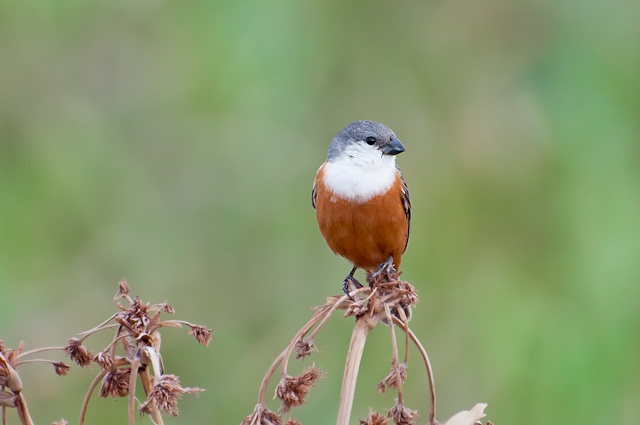 Photo (1): Marsh Seedeater