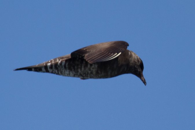 Photo (15): Long-tailed Jaeger