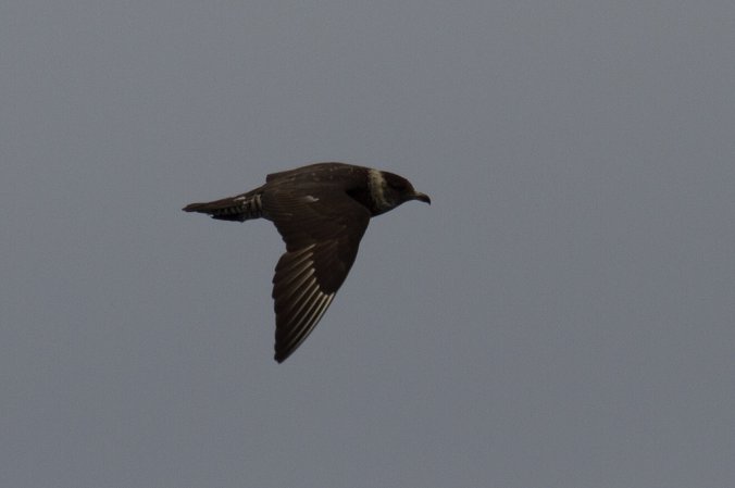 Photo (12): Long-tailed Jaeger