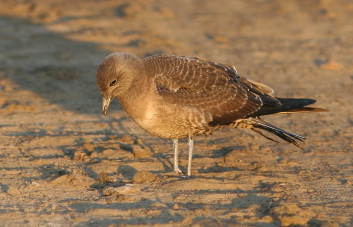 Photo (19): Long-tailed Jaeger