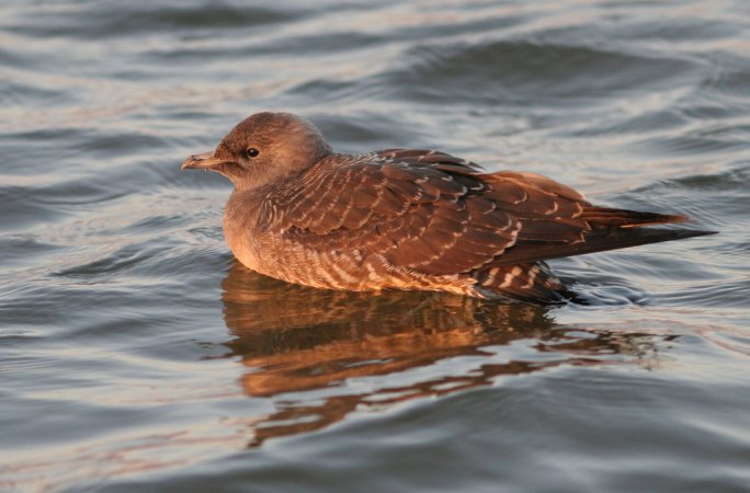 Photo (16): Long-tailed Jaeger