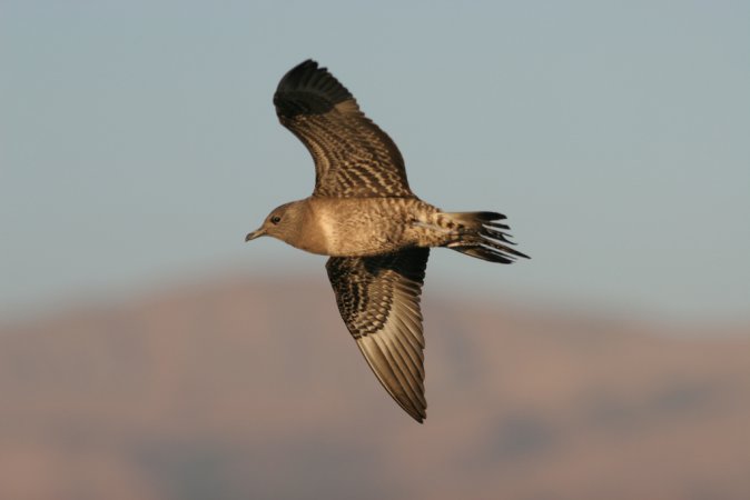 Photo (21): Long-tailed Jaeger