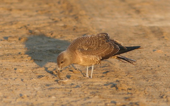 Photo (20): Long-tailed Jaeger