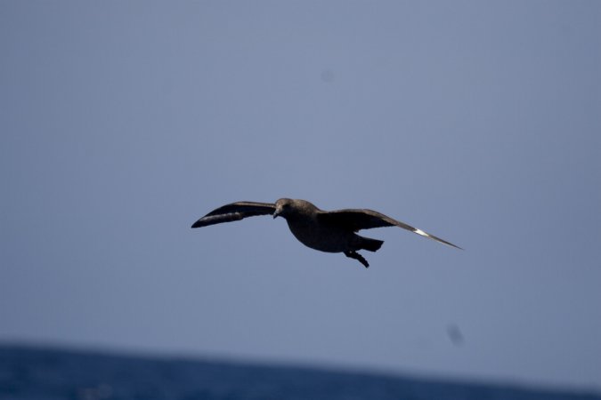 Photo (12): South Polar Skua