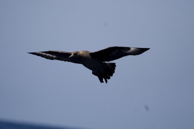 Photo (5): South Polar Skua