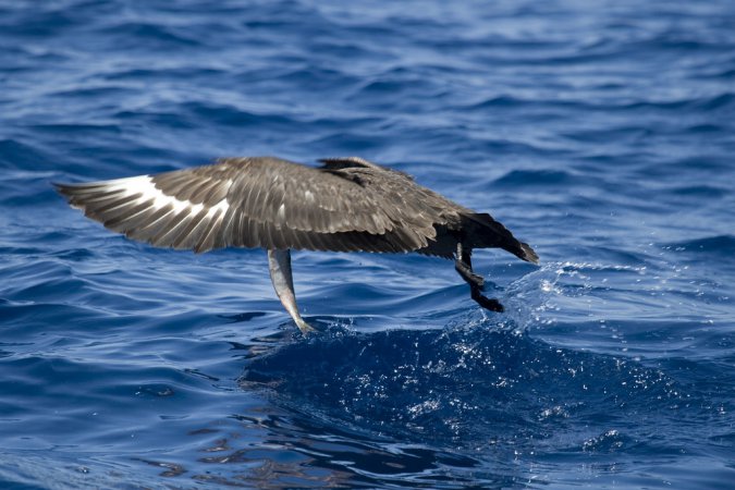 Photo (9): South Polar Skua