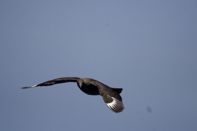 Photo (11): South Polar Skua