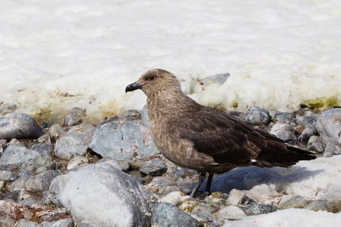 Photo (1): South Polar Skua