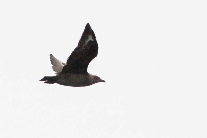 Photo (10): South Polar Skua
