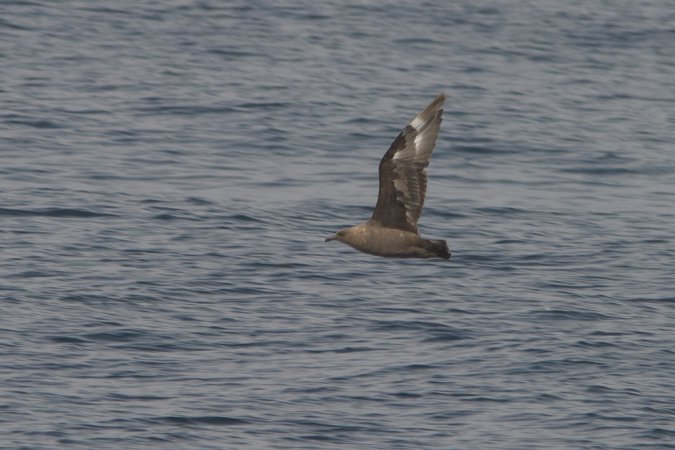 Photo (4): South Polar Skua