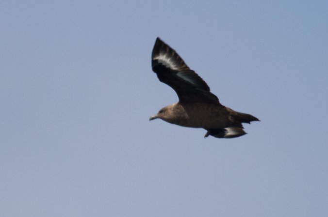 Photo (7): South Polar Skua