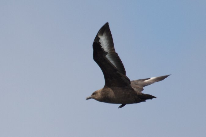 Photo (2): South Polar Skua