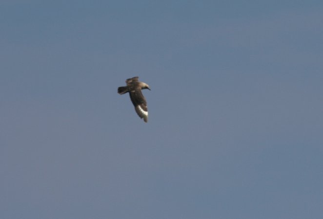 Photo (13): South Polar Skua