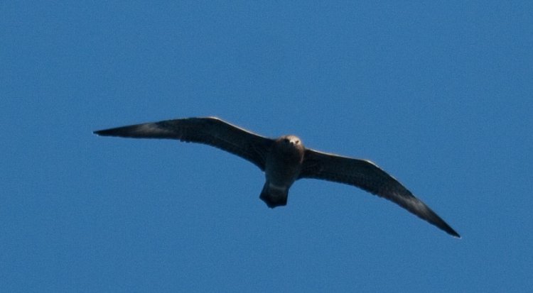 Photo (8): Parasitic Jaeger
