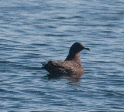 Photo (12): Parasitic Jaeger