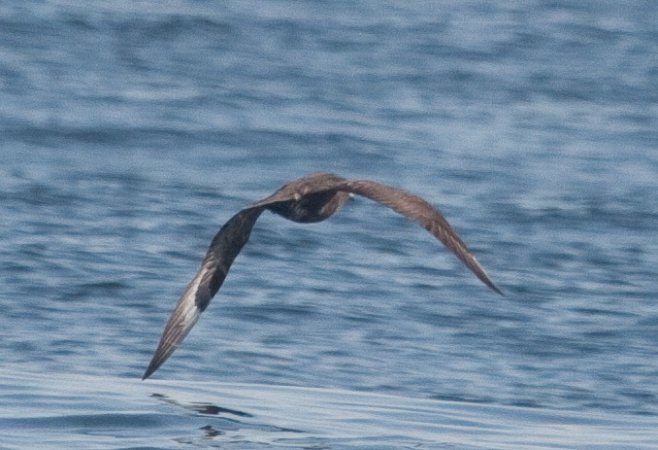 Photo (13): Parasitic Jaeger