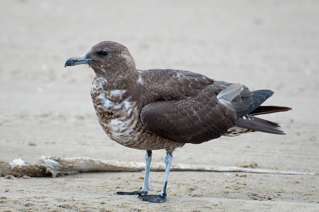 Photo (16): Parasitic Jaeger