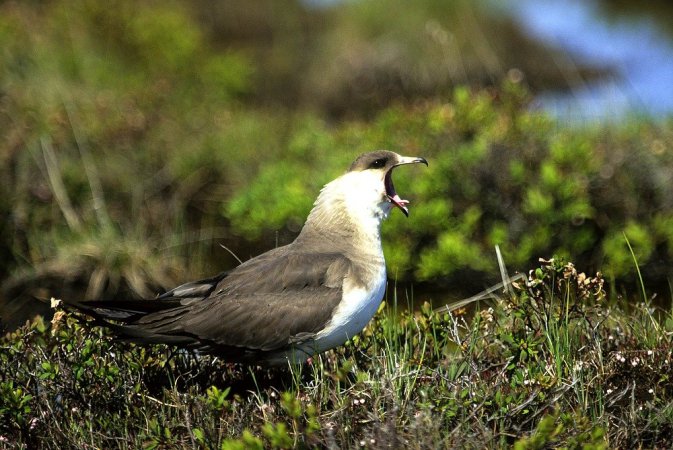 Photo (14): Parasitic Jaeger
