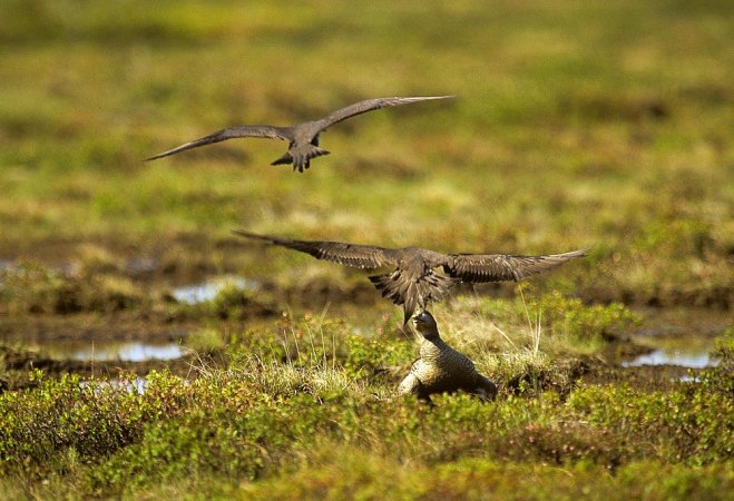 Photo (7): Parasitic Jaeger