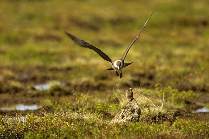 Photo (9): Parasitic Jaeger