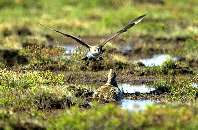 Photo (10): Parasitic Jaeger