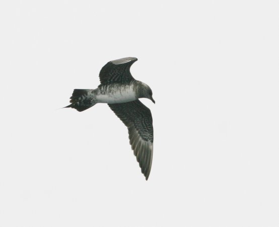 Photo (17): Parasitic Jaeger
