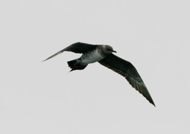 Photo (18): Parasitic Jaeger