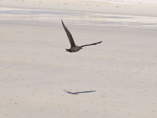 Photo (11): Parasitic Jaeger