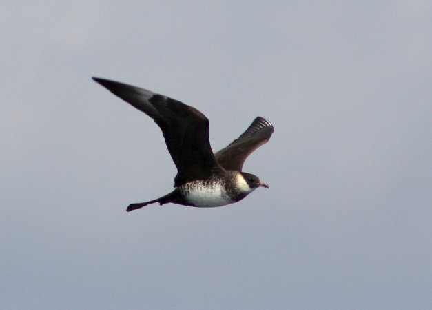 Photo (1): Pomarine Jaeger