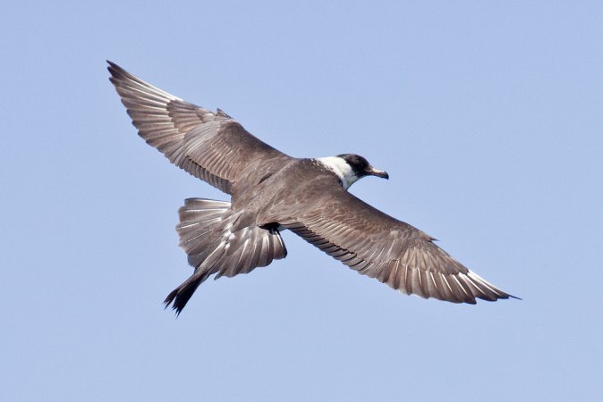 Photo (3): Pomarine Jaeger