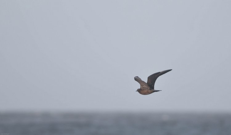 Photo (17): Pomarine Jaeger