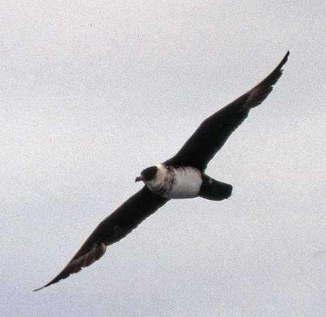 Photo (11): Pomarine Jaeger
