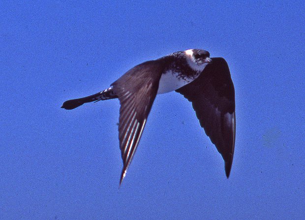 Photo (10): Pomarine Jaeger
