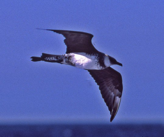 Photo (7): Pomarine Jaeger