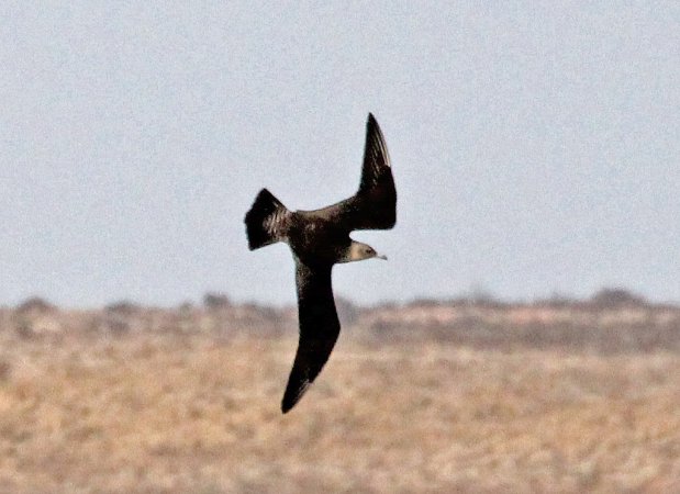 Photo (16): Pomarine Jaeger