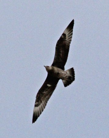 Photo (15): Pomarine Jaeger
