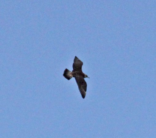 Photo (18): Pomarine Jaeger