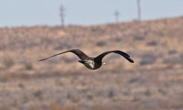 Photo (14): Pomarine Jaeger