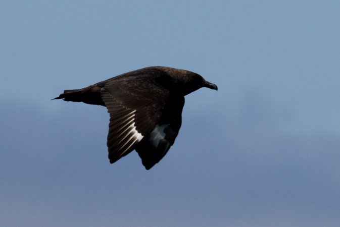 Photo (2): Pomarine Jaeger