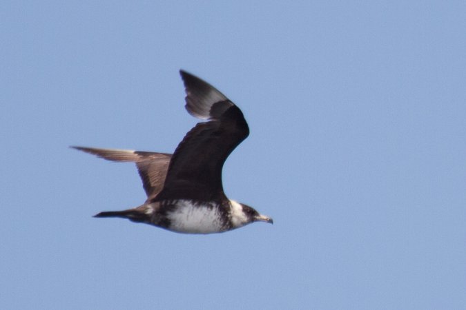 Photo (5): Pomarine Jaeger