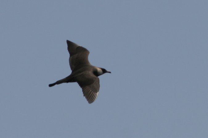 Photo (9): Pomarine Jaeger