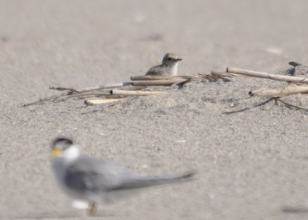 Photo (17): Least Tern