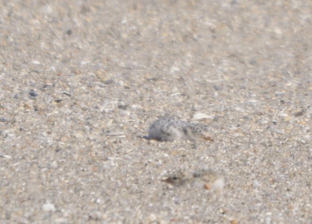 Photo (23): Least Tern