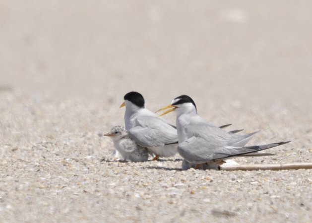 Photo (11): Least Tern