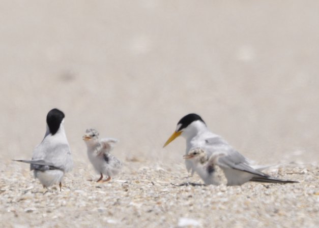 Photo (13): Least Tern