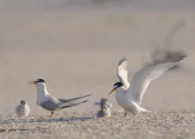 Photo (18): Least Tern