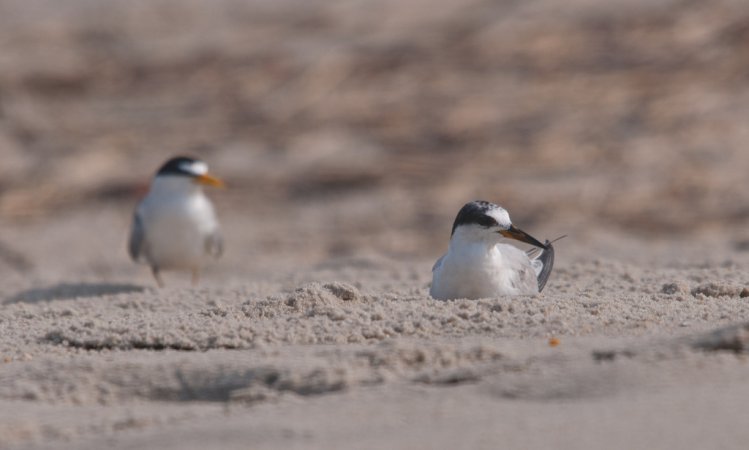 Photo (15): Least Tern