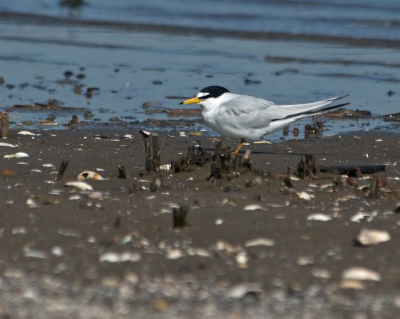 Photo (4): Least Tern