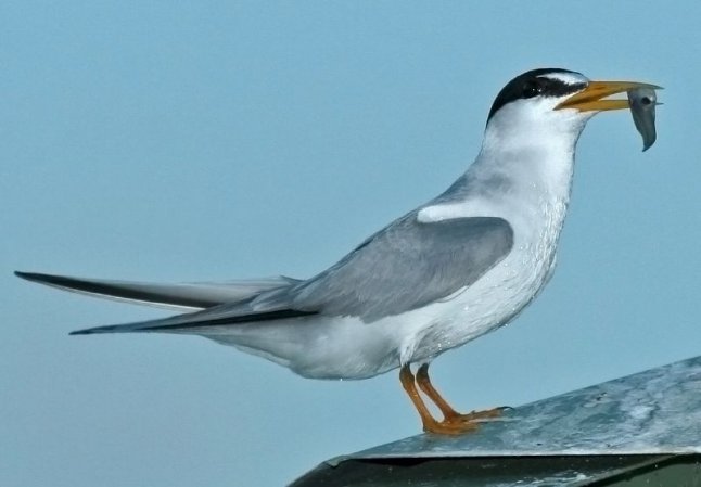 Photo (6): Least Tern