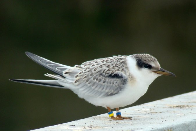 Photo (19): Least Tern